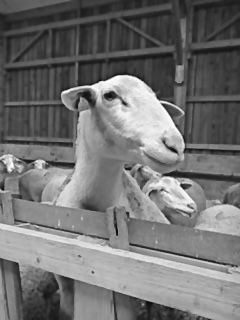 PETITE FERME DU PLAT