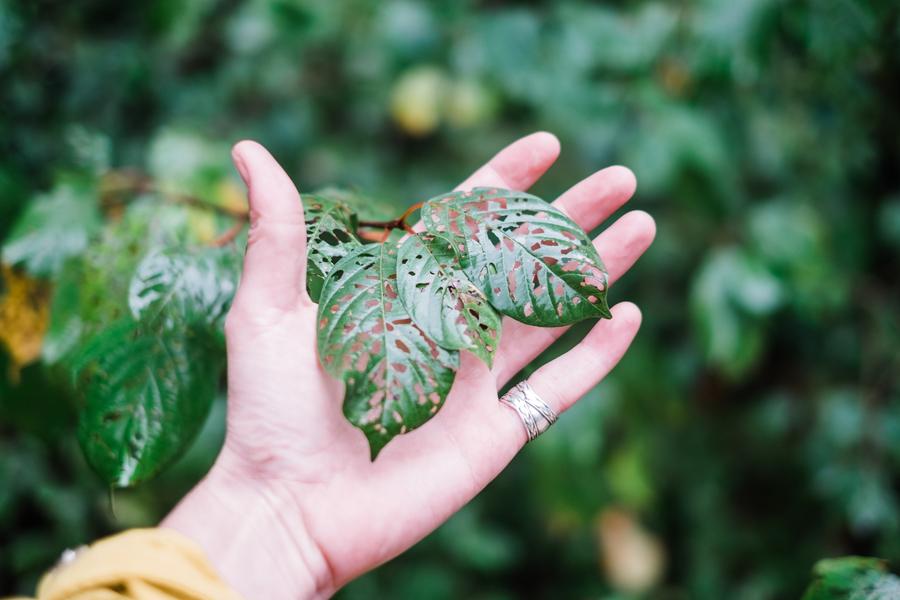 Plantes sauvages médicinales (avec Adrien Dumont, Mémé dans les orties)_Laffrey