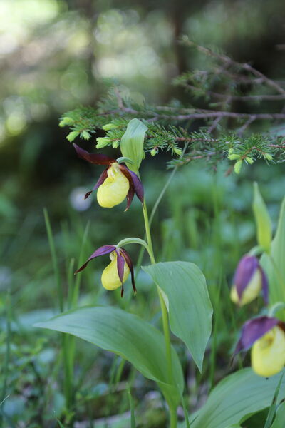 Sentier botanique et Cascade des Poux Forêt du Laition