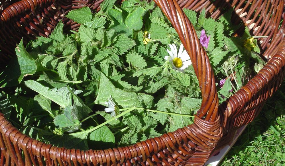 http://Sorties%20découverte%20de%20Plantes%20sauvages