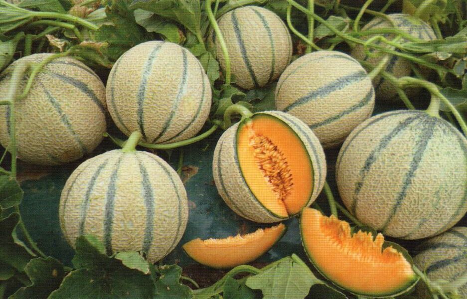 La Ferme du Causse Haut