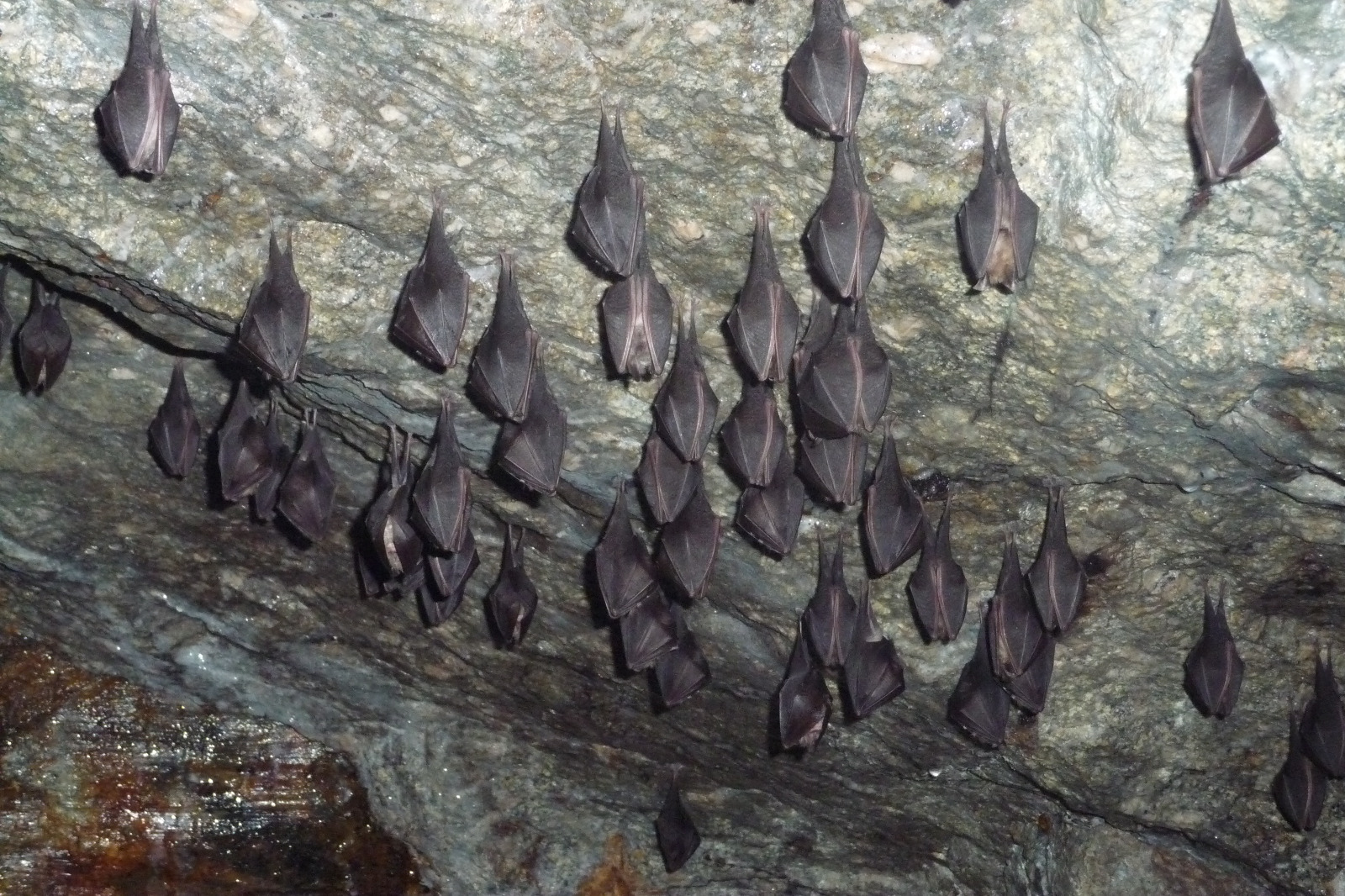 Exposition : "Des chauves-souris à Thines ?!"