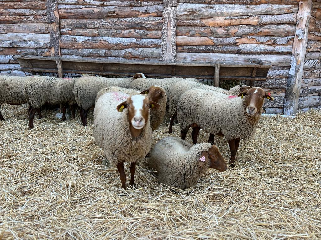 Pastoralisme d’aujourd’hui, du mouton à la laine