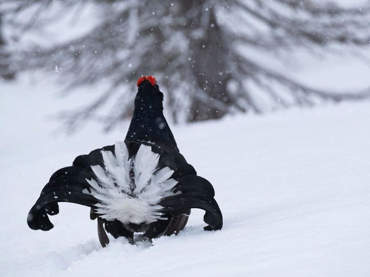 Conférence du Parc national des Ecrins : l'adaptations de la faune à l'hiver