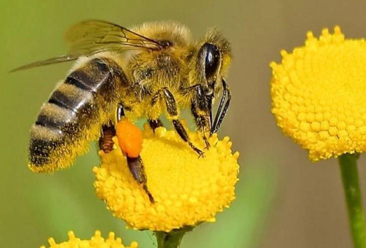 Exposition 'Sauvons les abeilles'