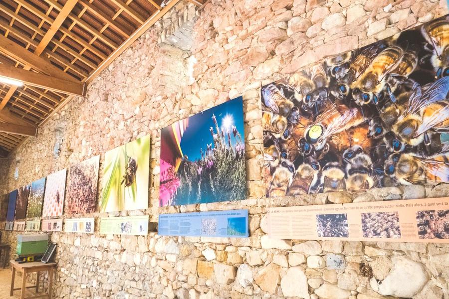 Exposition : Le genie des abeilles_Lagorce