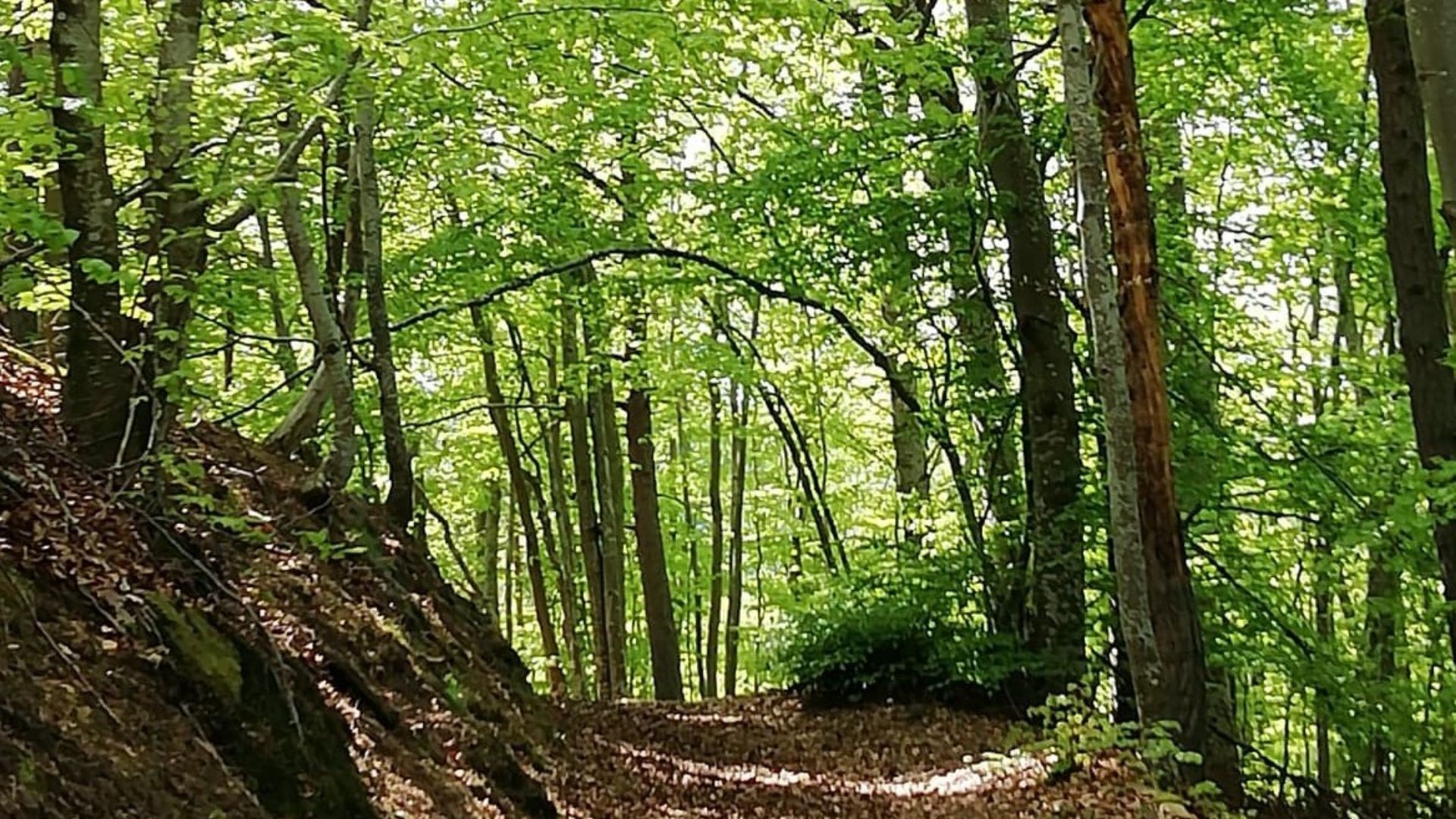 Balade sensible en forêt