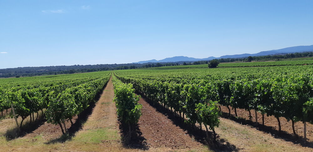 Roue Libre - Saint Maximin la Sainte Baume