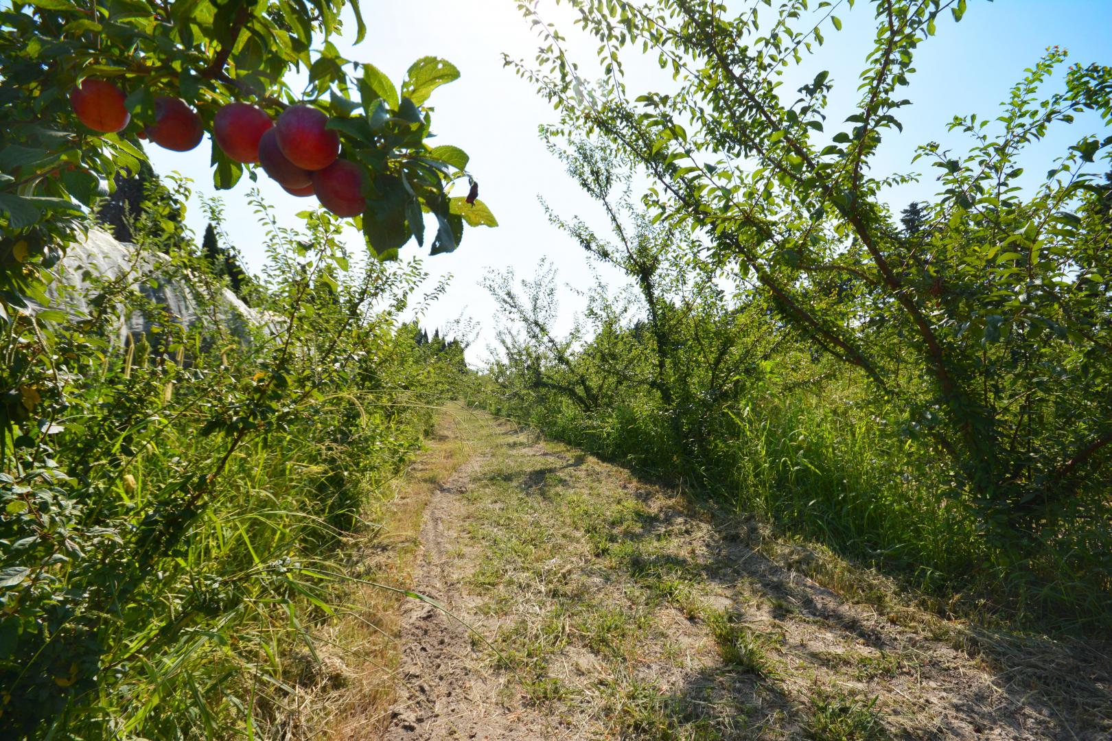 Mas Albert, Graveson - photo 39