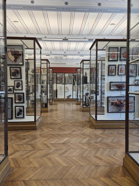 Multiples organes d'animaux sous vitrine du musée Fragonard à l'Ecole Vétérinaire de Maisons-Alfort 