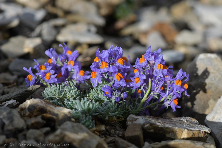 Les plantes du Queyras - © C. Fouque Diaporama 'Autour de la flore alpine du massif du Mont Viso'_Molines-en-Queyras - © C. Fouque