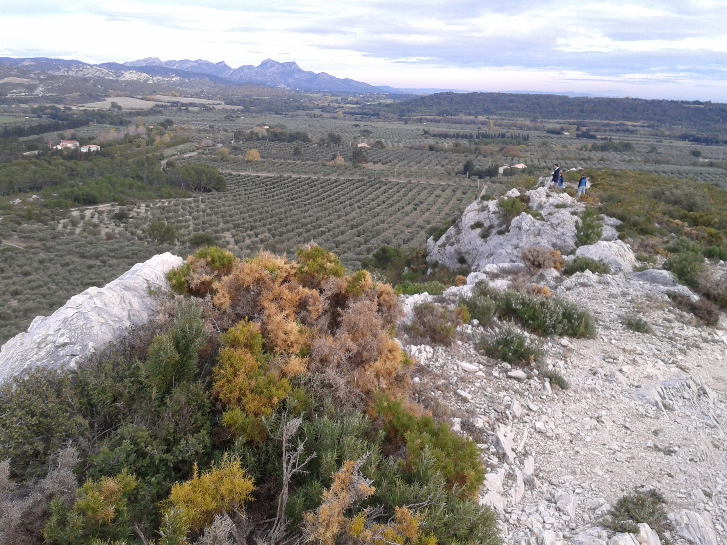 MOURIES - Au cœur d'une oliveraie