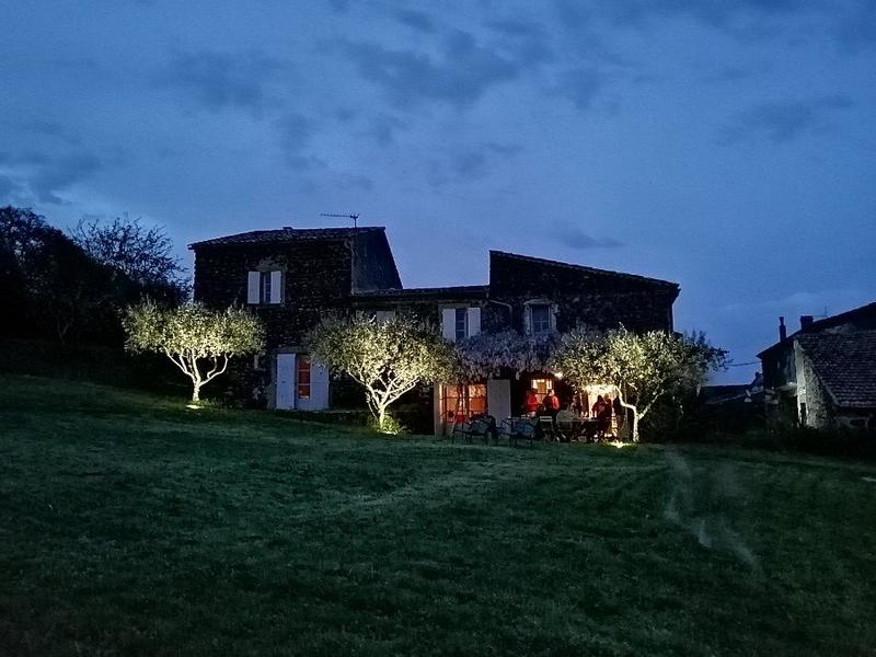 Les oliviers devant la maison.