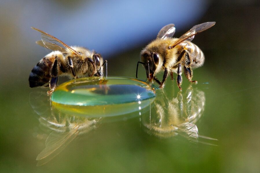 Visite de la Cité de l'Abeille et de la Casa dard d'art