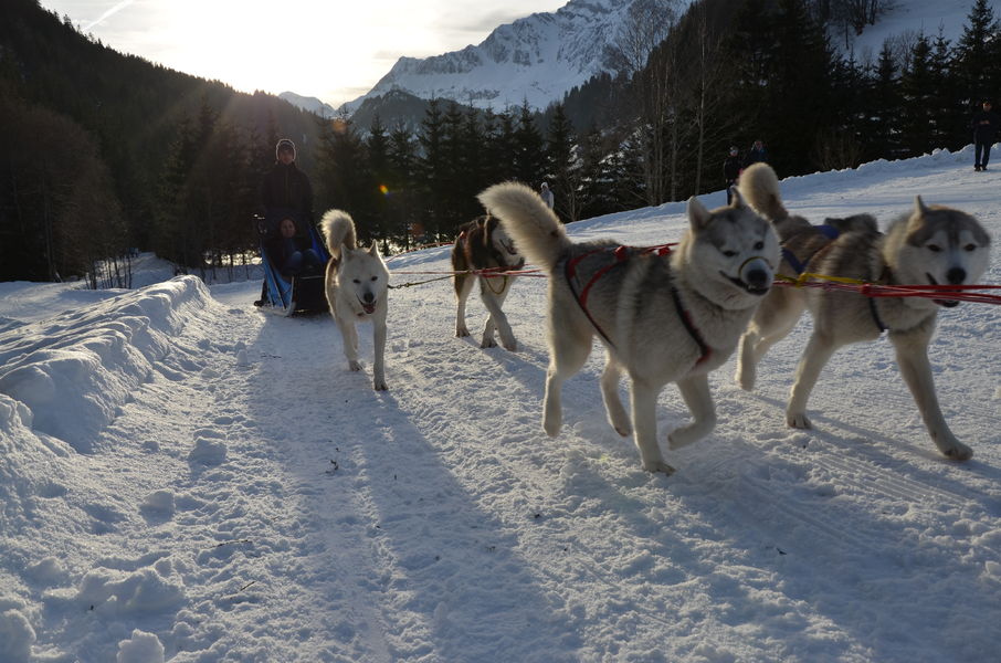 Randonnée en traîneau à chiens