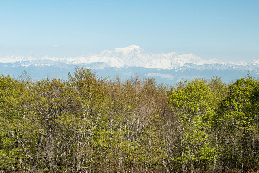 Vue sur le Mont-Blanc