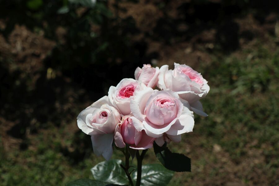 La rose Barbeyrolles