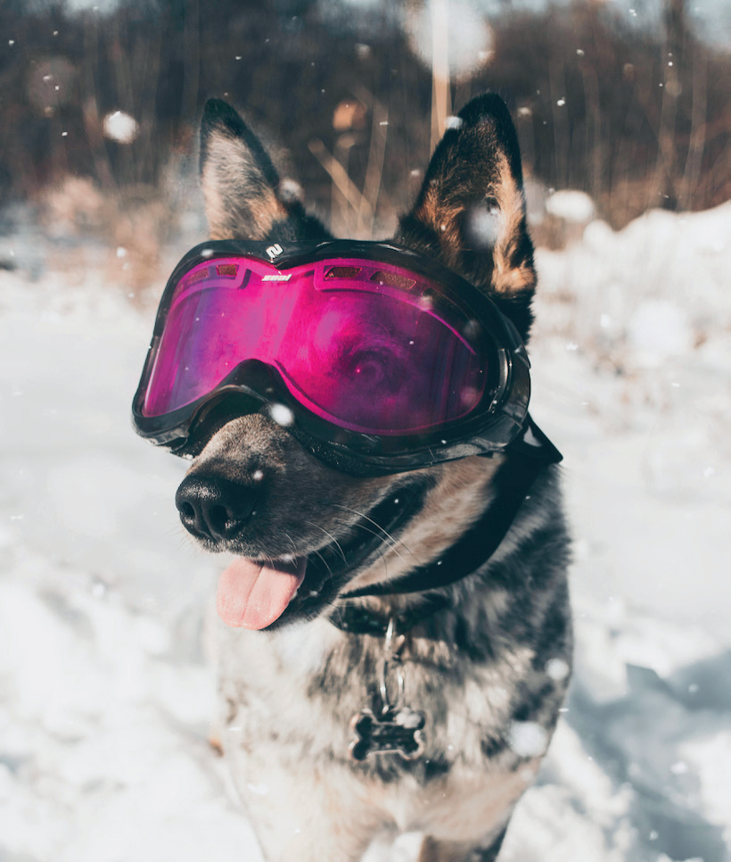Chiens heureux sous la neige - Val Dogs