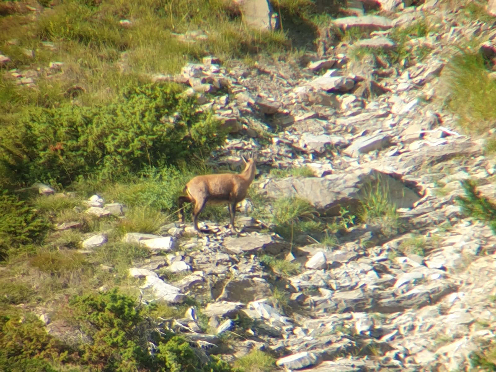 Chamois - Nunchi Adventure, Rando-Quad LES ORRES.jpg