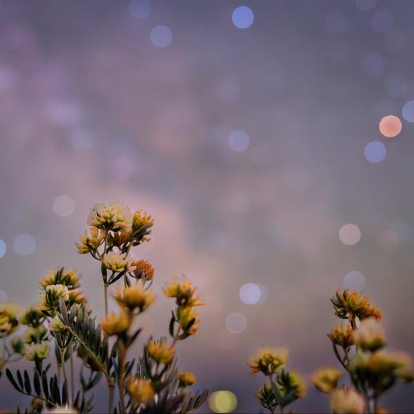 Safari nocturne - Balade sensorielle avec Florent BEAU_Cavalaire-sur-Mer
