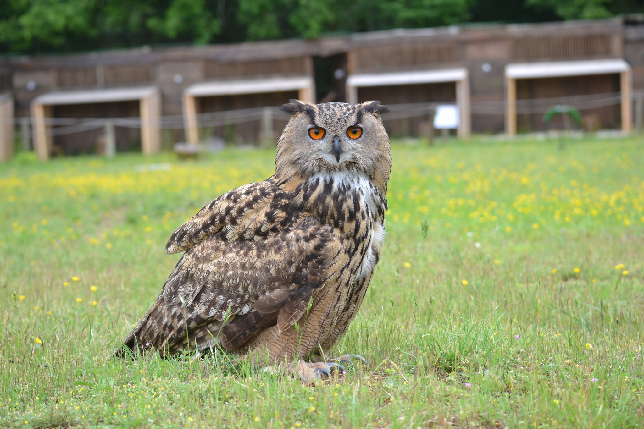 Escape Game au parc sauvage