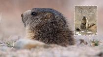 Projection documentaire animalier "Le clan des marmottes"_Montferrat