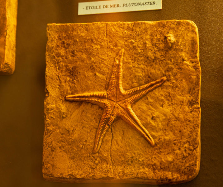 Fossile d'étoile de mer