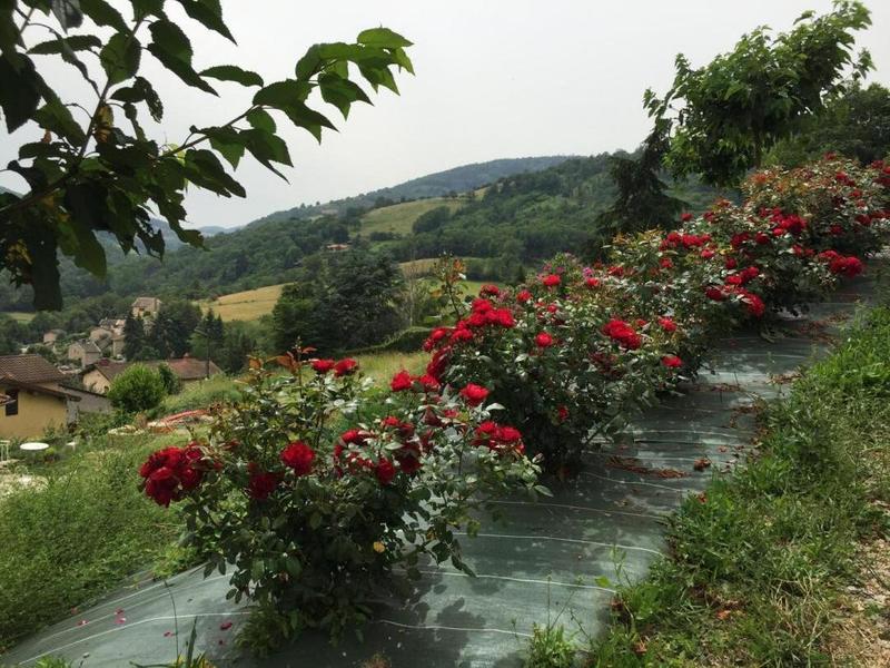 Gîte/maison de vacances indépendante \'La Belle Vie Là!\' à Saint-Forgeux (Rhône, Beaujolais, proximité Tarare et Lac des Sapins) : les rosiers en fleur.