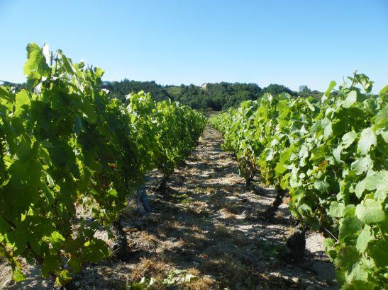 Cave ouverte au Domaine du Poyet_Marcilly-le-Châtel