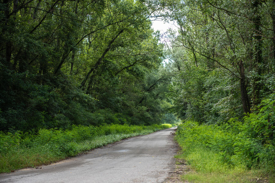 Chemin Marais de l'île vieille