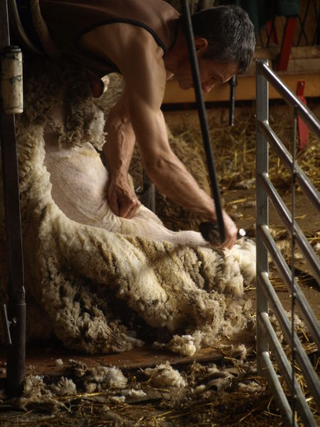 tonte des moutons 2 - © ©La Coursaline