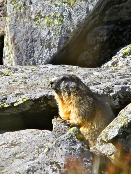 Visite aux marmottes