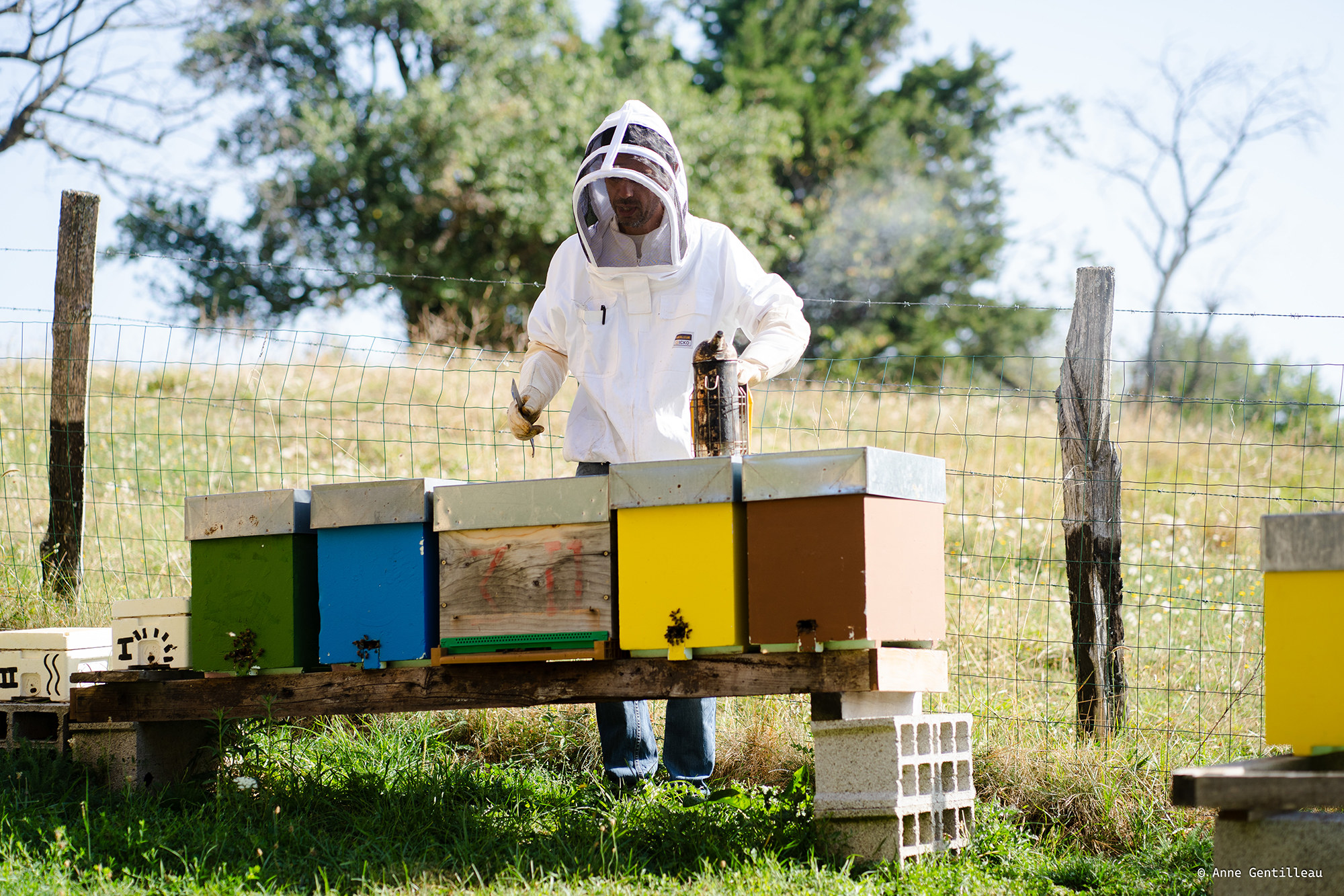 Découverte de l'apiculture