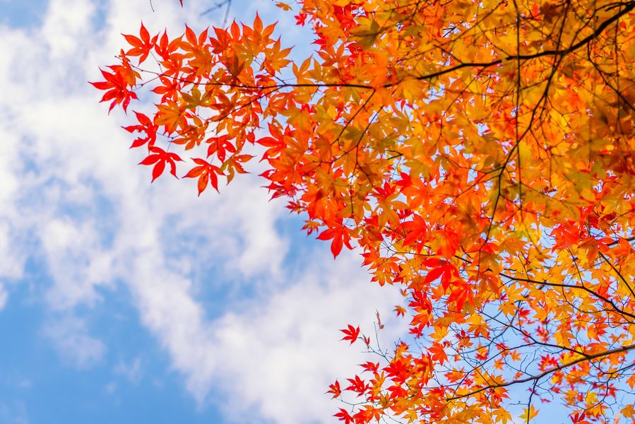 Balade nature : couleurs d'automne