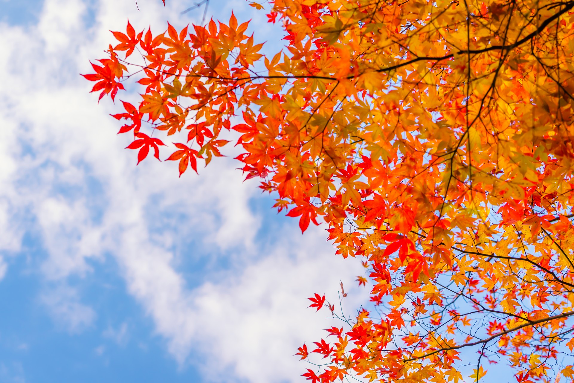 Balade nature : couleurs d'automne