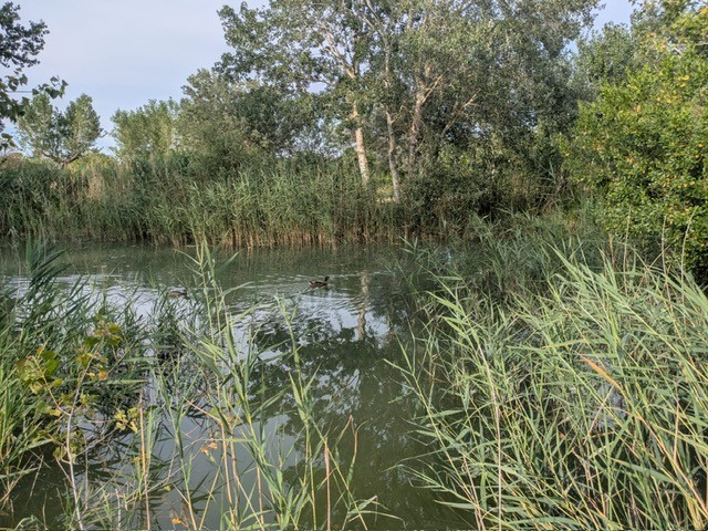 peyron 6