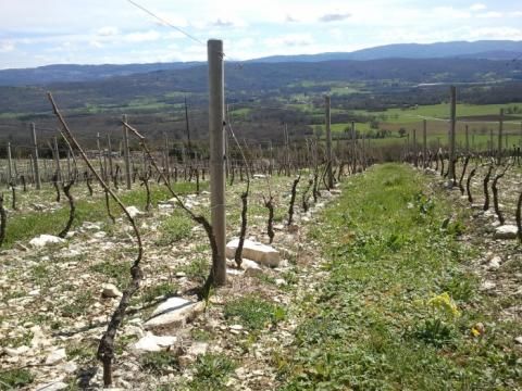 Domaine De La Beliere - Cerdon - Rongier Céline et Gaël