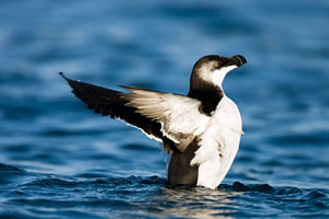 Suivis ornithologiques avec le Seaquarium Institut Marin 