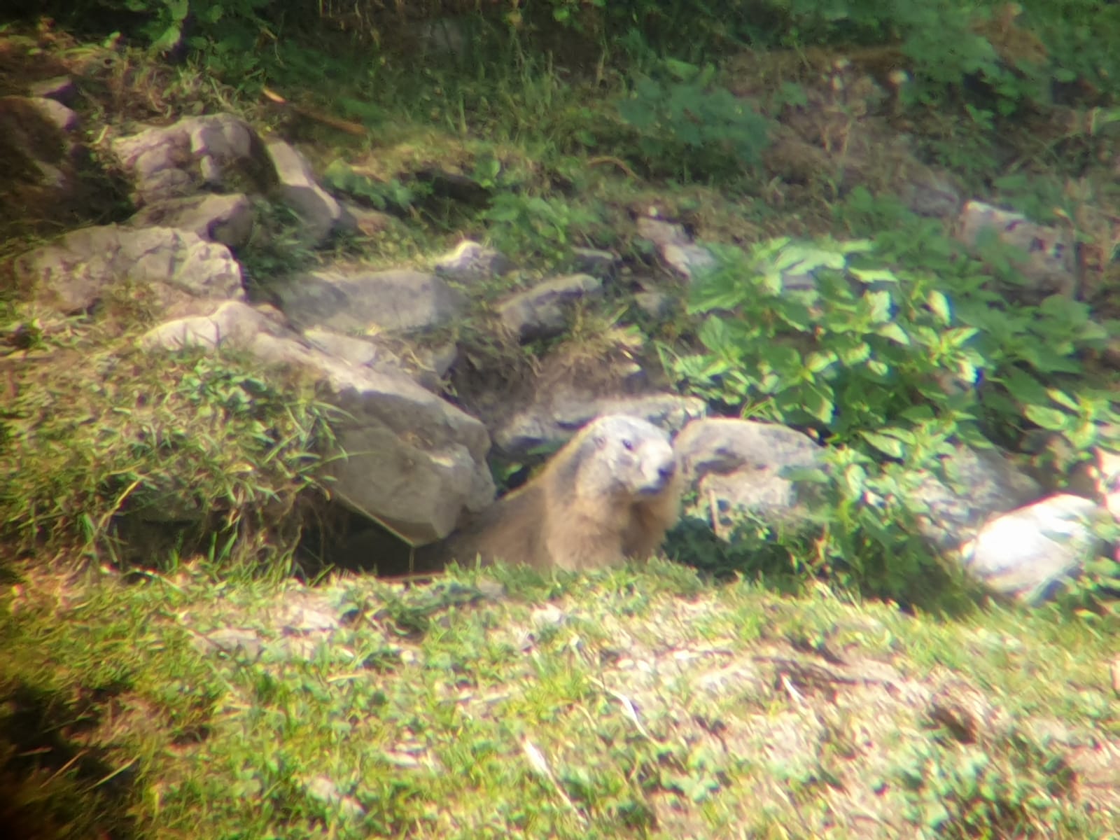 Marmotte - Nunchi Adventure, Rando-Quad LES ORRES.jpg