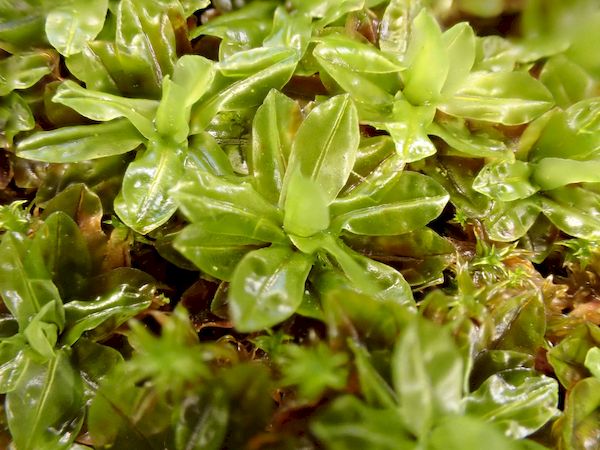 Sortie Lo Parvi : découverte des mousses