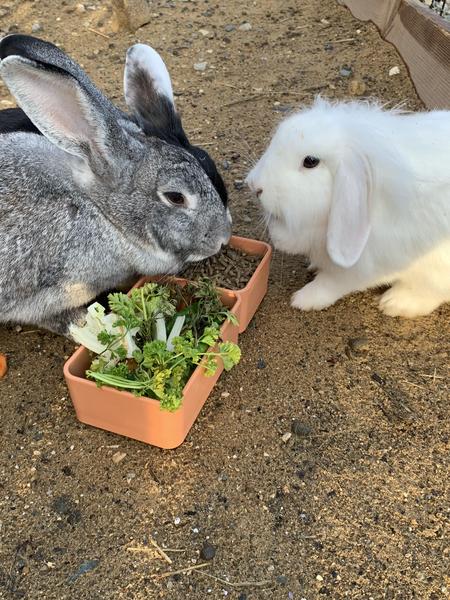 Lapins