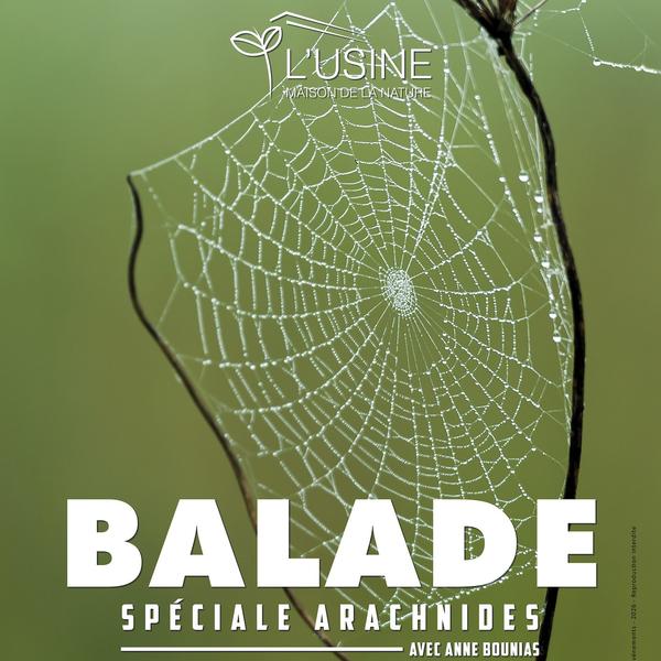 Balade autour des arachnides avec Anne BOUNIAS_Cavalaire-sur-Mer
