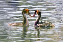 L'amour prend l'eau