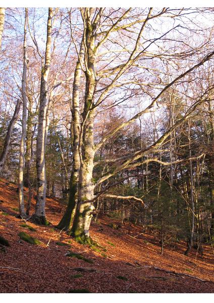 Fête de la Citrouille : sortie nature veille d'automne