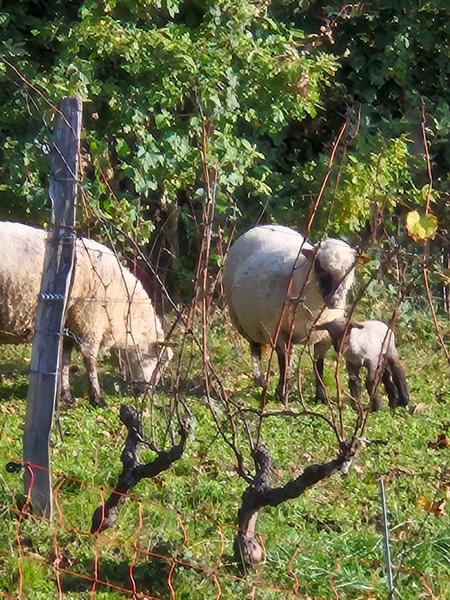 Ecopâturage dans les vignes