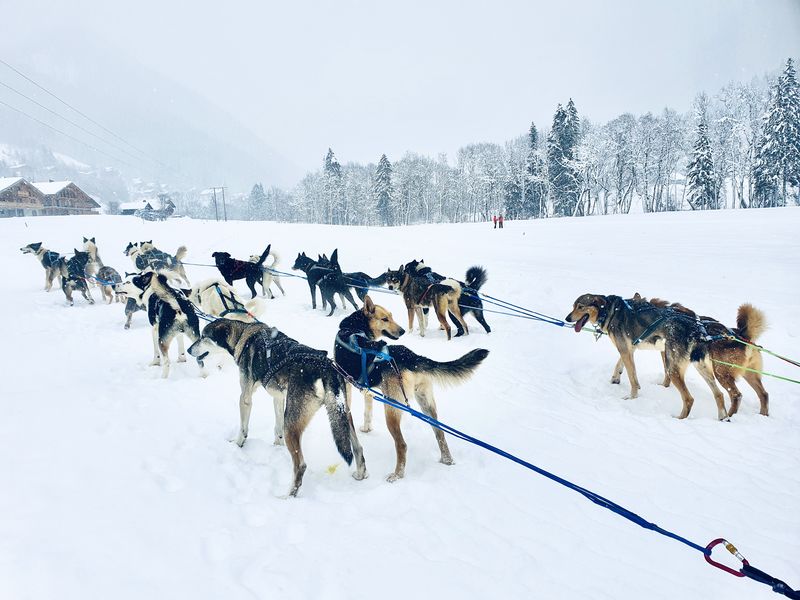 A ton étoile chiens de traîneaux