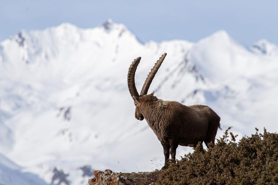 - © Thierry Maillet, Parc national des Ecrins. 131187e_HD - © Thierry Maillet, Parc national des Ecrins.