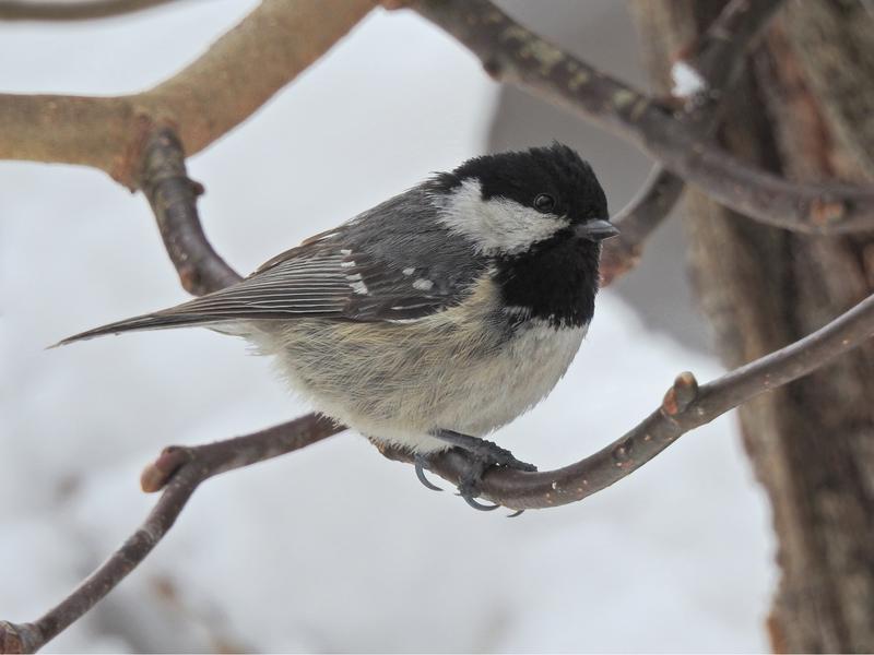 L'arrivée du printemps_Passy