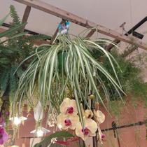 Le Roc Fleuri, Fleuristerie - Castellane-it - Photo 3