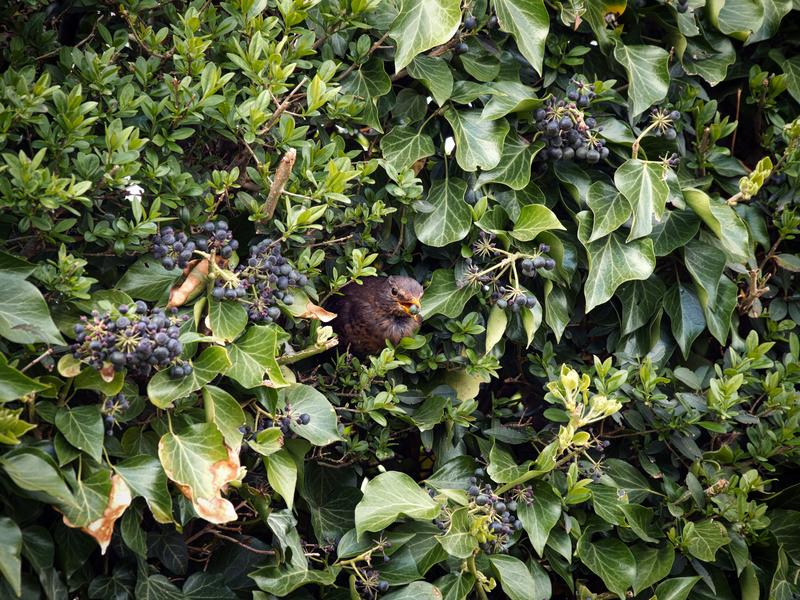 Biodiversité - les haies, lieu de vie et de passage